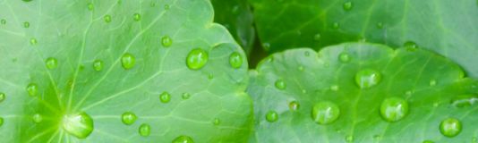 Dermatica - Centella asiatica extract illustration